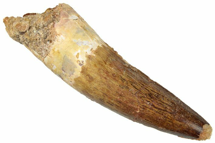 Fossil Spinosaurus Tooth - Real Dinosaur Tooth #296557